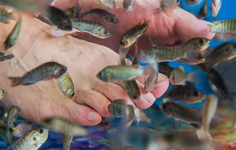footspa fish|The Ultimate Guide to Fish Pedicures: What Types of Fish.